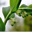 둥굴레펜션 이미지