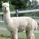 알파카(ALPACA)