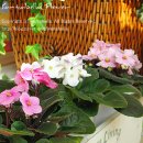 바이올렛 이미지