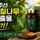 황실전통웰빙샾 | 제주산 황칠나무 추출물 인기 급상승, 요즘 관심받는 이유 분석