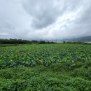 경주 로투스 28 이미지