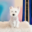 참좋은애견미용실 | 대전 세종 화이트테리어 강아지미용, 웨스티 전문 애견미용실