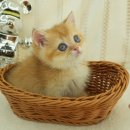 오즈메디칼 이미지