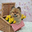 나에개, 반하냥 이미지