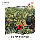 예삐농원 | 용인 | 용인화훼단지 [예삐플라워아울렛] 후기