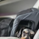 골짜구니 펜션 | 애견동반 계곡 캠핑장 추천 강원도 양양 골짜구니 캠핑장 A13 후기