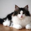 포레스트캣 이미지