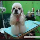 나나 펫 살롱 이미지