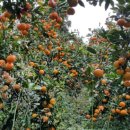 별이네농장 이미지