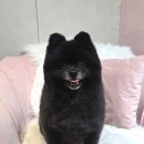 개이쁘댕 이미지