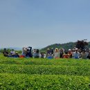 보성백록다원 이미지