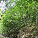 (주)청솔산림환경 | 금산산림문화타운 남이자연휴양림 평상 가격 명당자리 주차 정보 총정리, 대전 세종 근교 계곡 추천