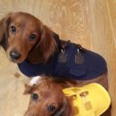 DOGZONE 네이버블로그