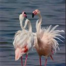 플라밍고 이미지