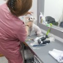 조은애견 이미지