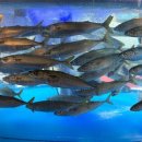 고등어다찌 이미지