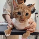 은계동물병원 | [경기/시흥] 시흥 무마취 고양이 미용 시흥대야역 은계지구 고양이 미용 대야동 은행동 고양이 미용실...