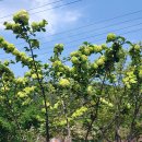 느티나무 이미지