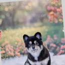 그루밍 하니 이미지