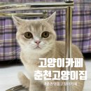 행복한집사 | 명동 고양이 카페 &#39;춘천 고양이집&#39;, 아이와 집사 모두 행복한 공간