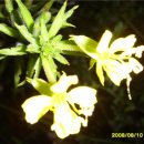 홍천통나무 펜션 이미지