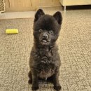 경기켄넬 이미지