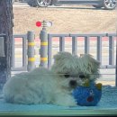 펫파크 동백점 이미지