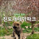 진도개 53카페 | 진도여행 진도개테마파크솔직후기 백구이야기와 동물 먹이주기 체험