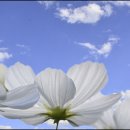 코스모스 이미지