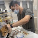 내과 전문 광주첨단동물병원 세균성 장염 치료 케이스