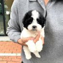 몽냥몽냥 | 조용히 둘러본 몽냥몽냥 강아지분양 일산점 공기