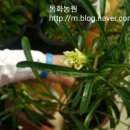 동화조경농원 이미지