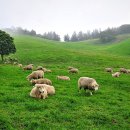 둘레목장 이미지