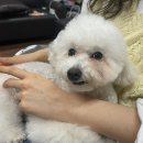 꽃길만 걷게 해줄'개' 이미지