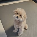 강아지 미용실 | 검암동 애견미용 잘하는곳 모모네 반려견미용실 토이푸들 강아지미용 후기