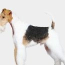 국민돼지 이미지