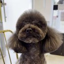 예쁘댕냥 이미지