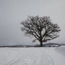 세븐스타 이미지