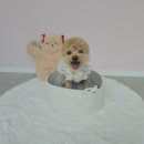 애견미용실 | 양산애견미용 추천 라이크어독 미용실 후기