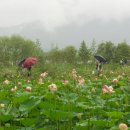 자라는나무 이미지