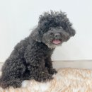 향동애견미용 | 푸들 미용가격 테디컷 스포팅 향동애견미용실