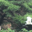 오음1리 | 화순 일송정(一松亭)