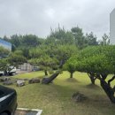 정원산업㈜) | 수원 조경 전문 업체 추천🌲 분재식 전지 시공 후기