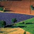 오렌지블루 이미지