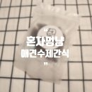 혼자멍냥 이미지