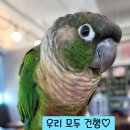 리프패럿 이미지