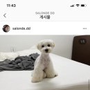 살롱드댕댕 | 이천 살롱드댕댕 견주님들의 후기♥