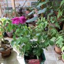 노동초등학교 | 인내를 모르는 자의 베란다정원