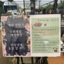 청하체리힐 | [포항] 청하체리힐 다녀온 후기🍒