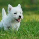 몽슈슈 강아지 이미지